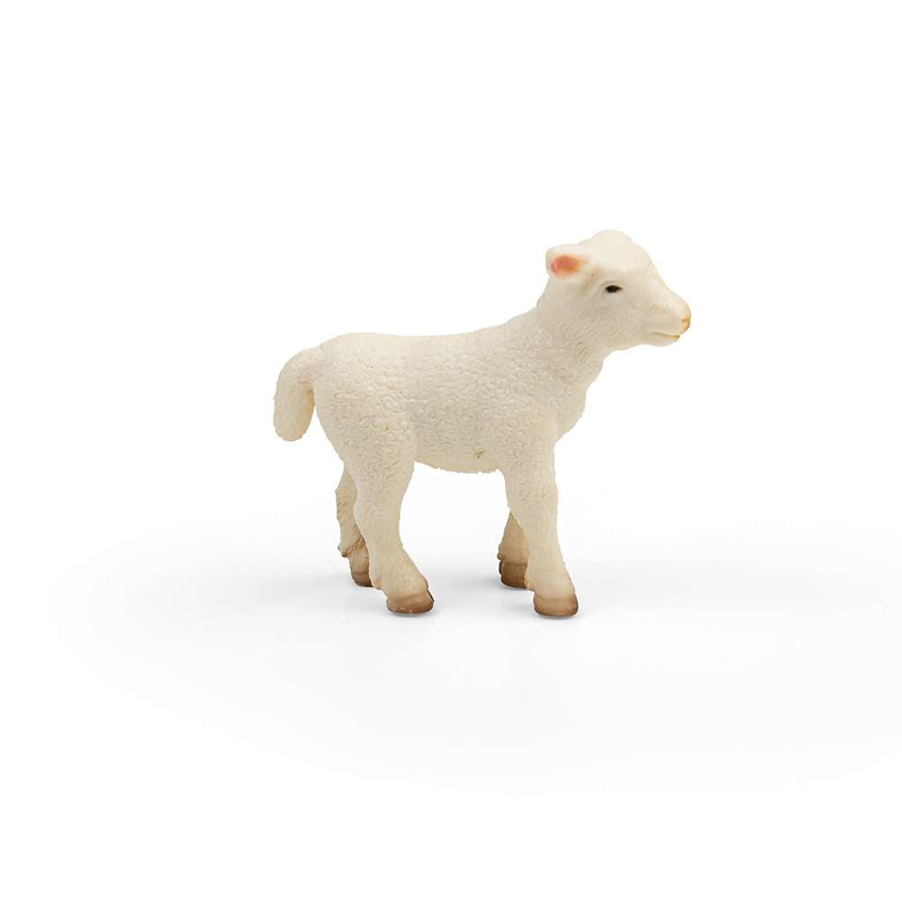Lamb