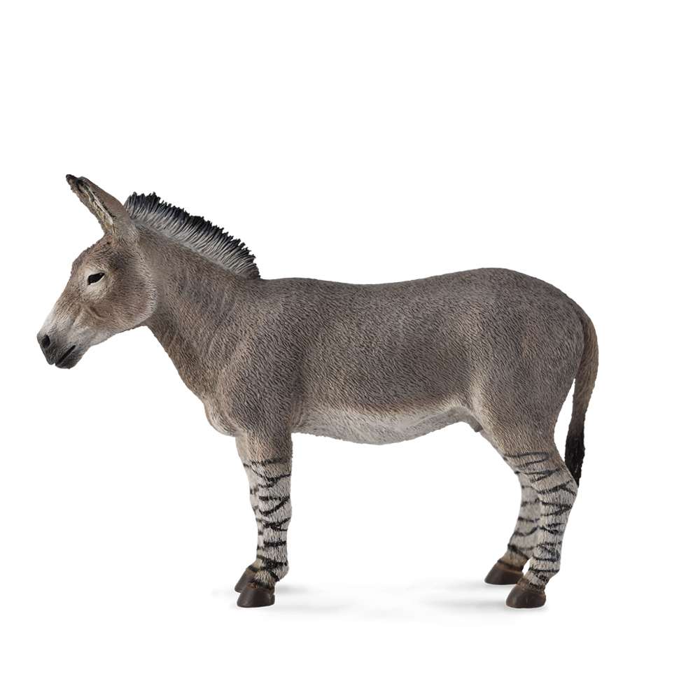 African Wild Ass