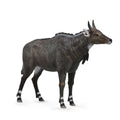 Nilgai