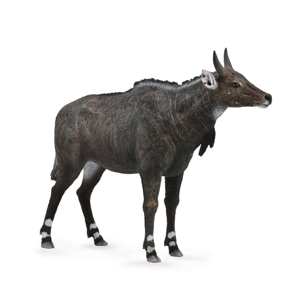 Nilgai